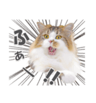 ラガマフィンの36さん(あいさつ編）（個別スタンプ：4）