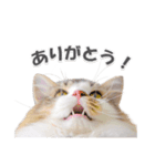 ラガマフィンの36さん(あいさつ編）（個別スタンプ：5）