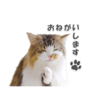 ラガマフィンの36さん(あいさつ編）（個別スタンプ：7）