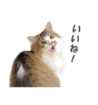ラガマフィンの36さん(あいさつ編）（個別スタンプ：9）
