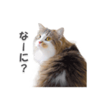 ラガマフィンの36さん(あいさつ編）（個別スタンプ：11）