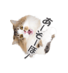 ラガマフィンの36さん(あいさつ編）（個別スタンプ：14）