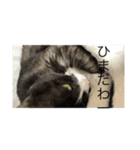 名前はマック（個別スタンプ：5）
