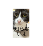 名前はマック（個別スタンプ：6）