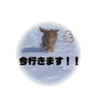 Mダックスのココアちゃん（個別スタンプ：9）
