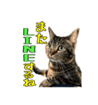 Leo.Leo Studio1（個別スタンプ：1）