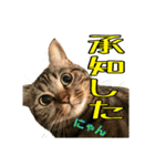 Leo.Leo Studio1（個別スタンプ：5）
