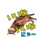 Leo.Leo Studio1（個別スタンプ：7）