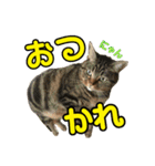 Leo.Leo Studio1（個別スタンプ：9）