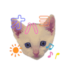 ミィちゃま＆ほっちっち（個別スタンプ：1）