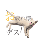 ミィちゃま＆ほっちっち（個別スタンプ：3）