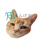ミィちゃま＆ほっちっち（個別スタンプ：4）