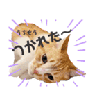 ミィちゃま＆ほっちっち（個別スタンプ：6）