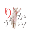 ミィちゃま＆ほっちっち（個別スタンプ：13）