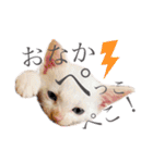 ミィちゃま＆ほっちっち（個別スタンプ：18）