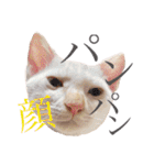ミィちゃま＆ほっちっち（個別スタンプ：19）