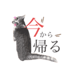 ミィちゃま＆ほっちっち（個別スタンプ：21）