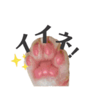 ミィちゃま＆ほっちっち（個別スタンプ：29）