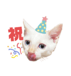 ミィちゃま＆ほっちっち（個別スタンプ：30）