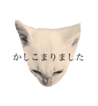 ミィちゃま＆ほっちっち（個別スタンプ：33）