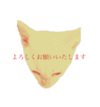 ミィちゃま＆ほっちっち（個別スタンプ：37）