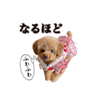 エル♡トイプードル（個別スタンプ：6）