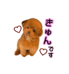 エル♡トイプードル（個別スタンプ：12）