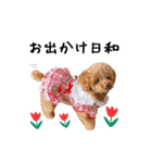 エル♡トイプードル（個別スタンプ：16）