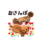 エル♡トイプードル（個別スタンプ：18）