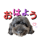 我が家のわんこスタンプ01（個別スタンプ：1）