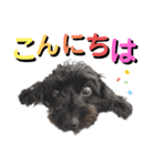 我が家のわんこスタンプ01（個別スタンプ：2）