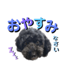 我が家のわんこスタンプ01（個別スタンプ：3）