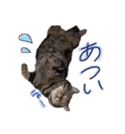 とらちゃんスタンプ その②（個別スタンプ：1）