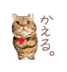 とらちゃんスタンプ その②（個別スタンプ：4）
