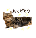 とらちゃんスタンプ その②（個別スタンプ：8）