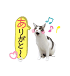 きぬ -成猫期-（個別スタンプ：27）