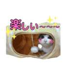 きぬ -成猫期-（個別スタンプ：30）