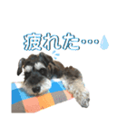 シュナウザー(アイクとシルト6)（個別スタンプ：1）