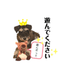 シュナウザー(アイクとシルト6)（個別スタンプ：2）
