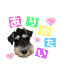シュナウザー(アイクとシルト6)（個別スタンプ：10）