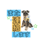 シュナウザー(アイクとシルト6)（個別スタンプ：12）