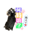 シュナウザー(アイクとシルト6)（個別スタンプ：13）
