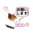 愛しのラピス（個別スタンプ：13）