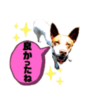愛しのラピス（個別スタンプ：14）