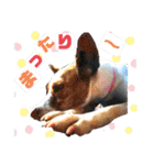 愛しのラピス（個別スタンプ：15）