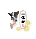 愛しのラピス（個別スタンプ：21）