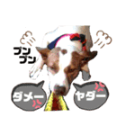 愛しのラピス（個別スタンプ：22）