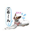 愛しのラピス（個別スタンプ：28）