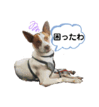 愛しのラピス（個別スタンプ：32）