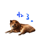 茨城弁雑種犬スタンプ（個別スタンプ：1）